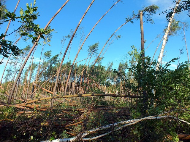 Wiele połamanych drzew zostało w Nadleśnictwie Dobieszyn, w powiecie białobrzeskim, tam wiatr połamał dużo drzew.