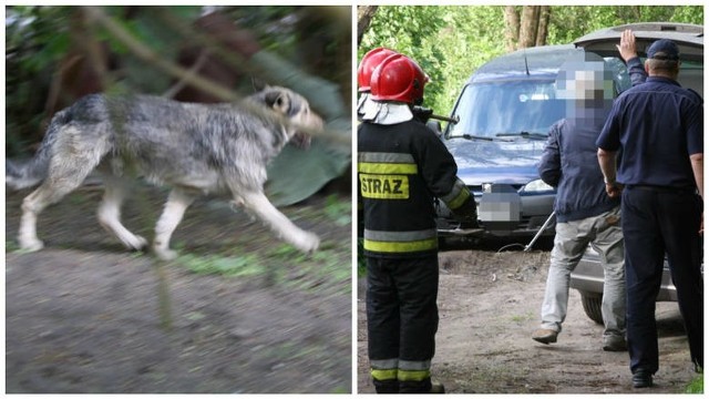 W Sądzie Rejonowym w Sławnie zapadł wyrok w sprawie właściciela psów, które w Pomiłowie(gmina Sławno) zagryzły na śmierć niepełnosprawnego mężczyznę. - Obrońca oskarżonego złożył wniosek o dobrowolne poddanie karze. Sąd się przychylił do tego wniosku. Właściciel posesji, na której doszło do tragedii dostał karę roku pozbawienia wolności  z warunkowym zawieszeniem jej wykonania na okres trzech lat próby - informuje nas sędzia Sławomir Przykucki, rzecznik prasowy Sądu Okręgowego w Koszalinie. Mężczyzna dostał także dozór kuratora. Wyrok zapadł 27 marca tego roku i jest nieprawomocny. Przypomnijmy, że do dramatu doszło w maju ubiegłego roku. Na jednej z posesji w Pomiłowie psy zagryzły 64-latka, który przyjechał do swojego kolegi. Poszkodowany w wyniku odniesionych obrażeń zmarł. Mężczyzna, który został pogryziony przez te psy był niepełnosprawny. Poruszał się na wózku inwalidzkim.Sprawa zszokowała lokalną społeczność. Zmarły był pogryziony na całym ciele. Miał głębokie rany od ugryzień na głowie. Jak ustalili później śledczy właściciel psów w chwili zatrzymania był pod wpływem alkoholu. 