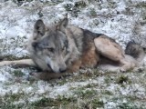 W Świętokrzyskiem wilki coraz częściej zabijają psy. Dlaczego to robią? [DRASTYCZNE WIDEO]