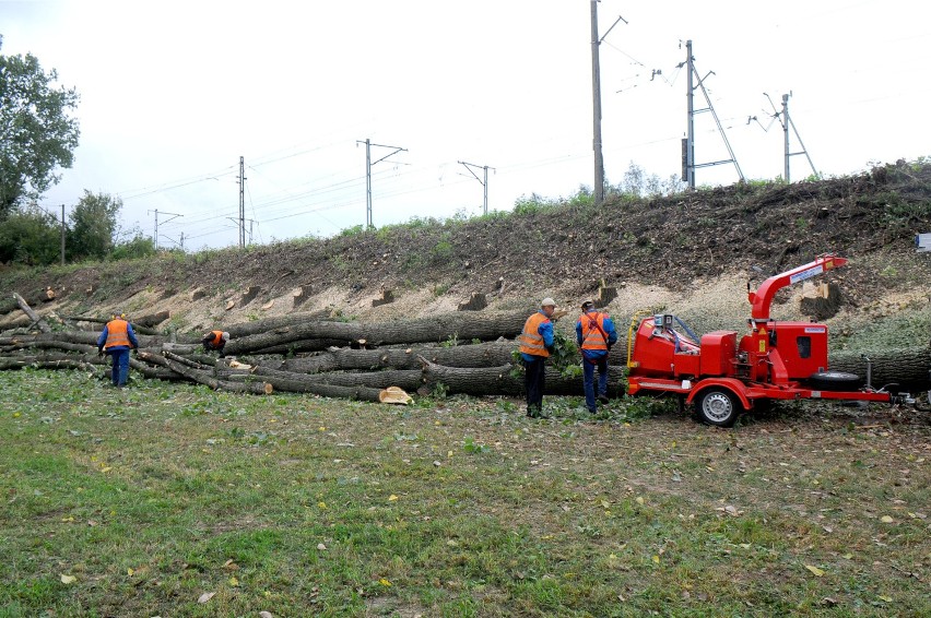 Kraków. Blisko 300 drzew do wycięcia [ZDJĘCIA]