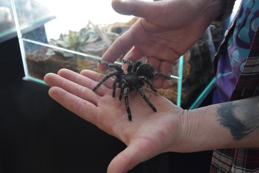 Największe i najniebezpieczniejsze na świecie pająki można podziwiać podczas wystawy w Miejskim Domu Kultury w Rumi