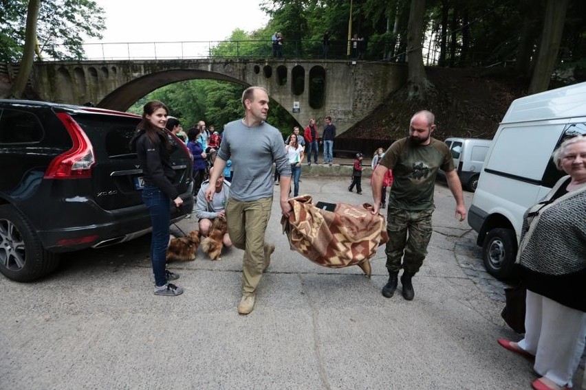 Puszczyki odzyskały wolność...