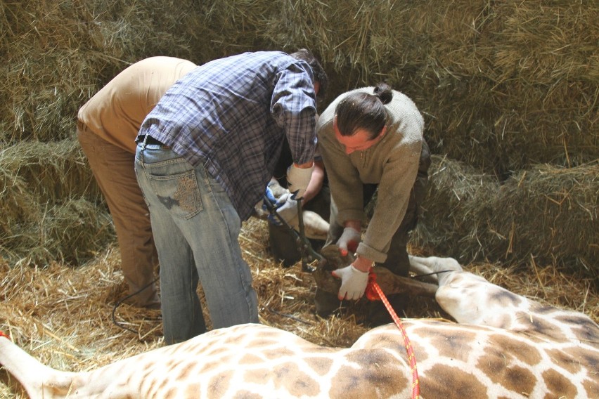 Badanie Herminy, żyrafy z opolskiego zoo.