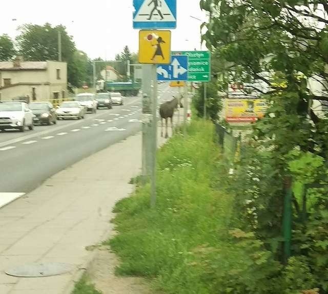 Łoś przy drodze w Grębocinie to widok dość nietypowy.