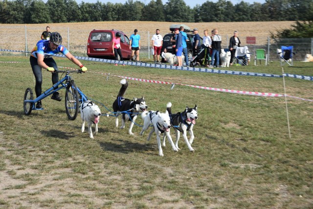 Wyścigi psich zaprzęgów w Minikowie rozgrywano w sobotę po południu i w niedzielę od godz. 9.30. Startów każdego dnia około 40. Rozegrano wszystkie kategorie: kanikross (bieg z psem na uwięzi), bikejoring (jazda na rowerze z psem), scooter (jazda na hulajnodze z psem). Na trasę ruszyły także zaprzęgi składające się z wózków 3- i 4-kołowych. Jerzy Kanclerz przed turniejem Asy dla Tomasza Golloba.