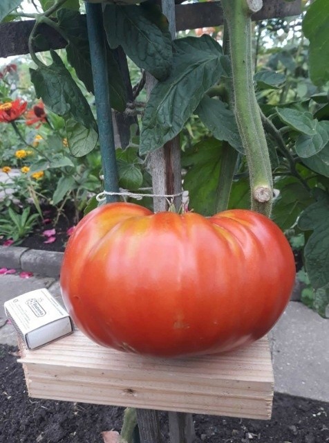 Pomidory giganty działkowiczki Tereni