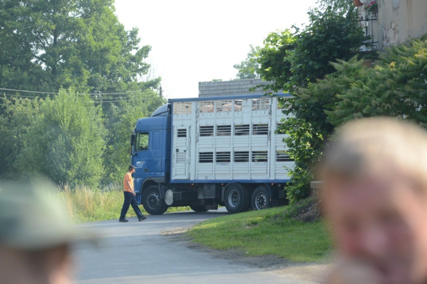 W piątek, 18 lipca, pół wsi poszło pomagać w ładowaniu świń...