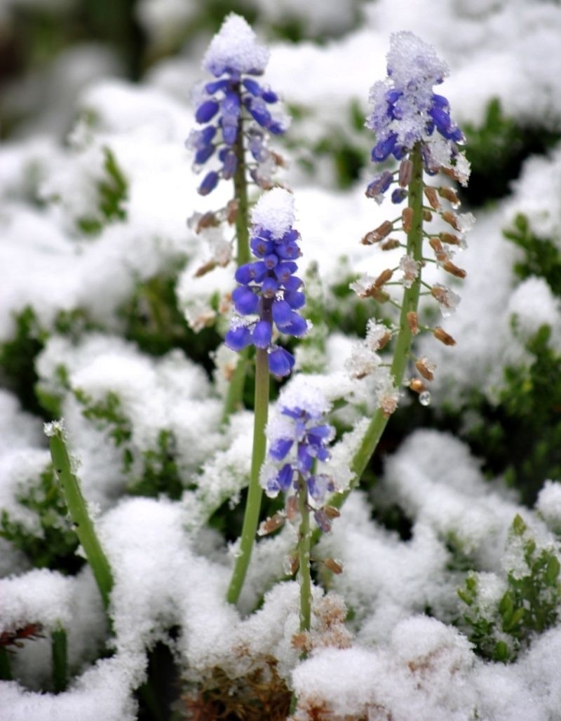 Kwiaty pod śniegiem w Polskiej Nowej Wsi