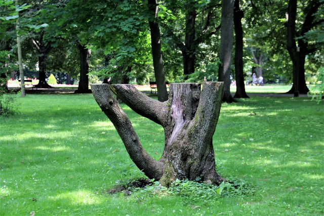 Jedno z drzew w zamojskim Parku Miejskim. Tutaj czasami zapalane są znicze