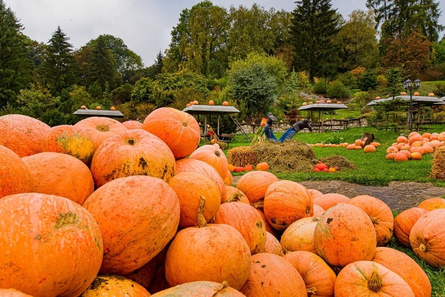 Farma Dyniowa w Lublinie znajduje się na terenach hotelu Royal Botanic