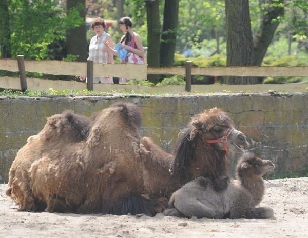 Wczoraj przez zoo przewinęło się kilka tysięcy zwiedzających.