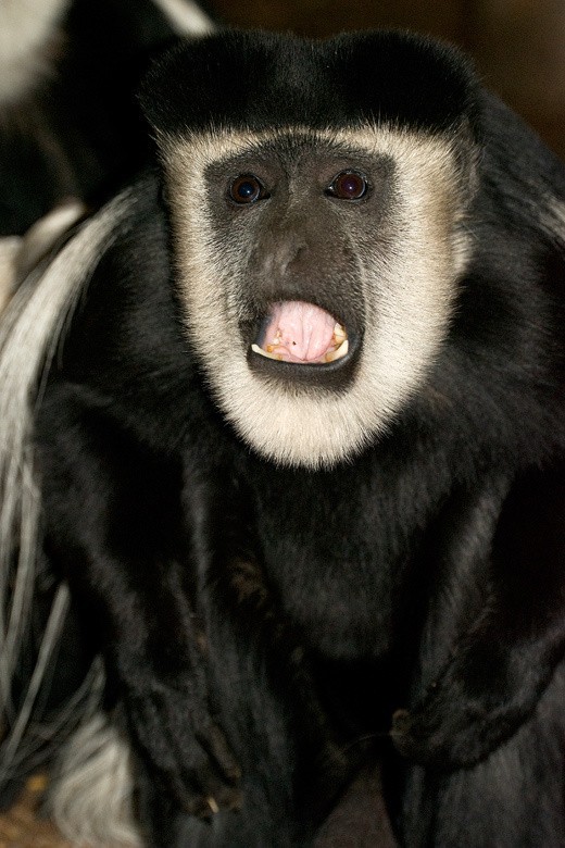 Wiosna zawitała do krakowskiego zoo [ZDJĘCIA]