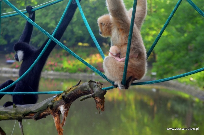 We wrocławskim zoo urodził się gibon [ZDJĘCIA]