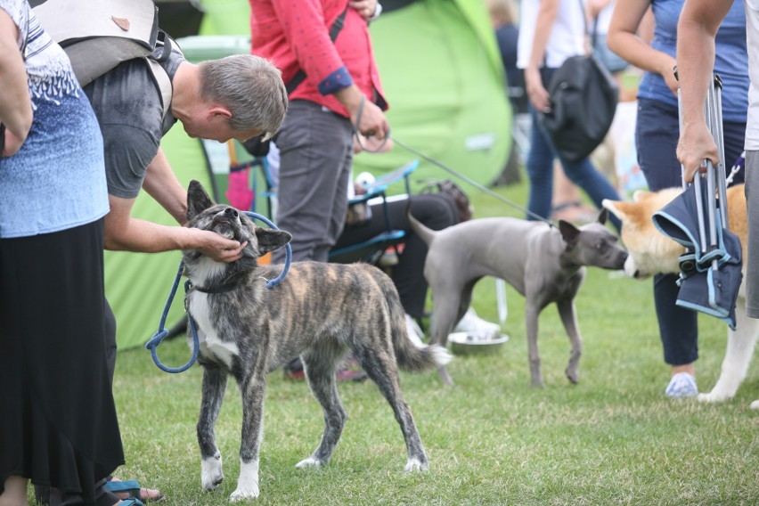 Wystawa psów rasowych w Będzinie ZDJĘCIA