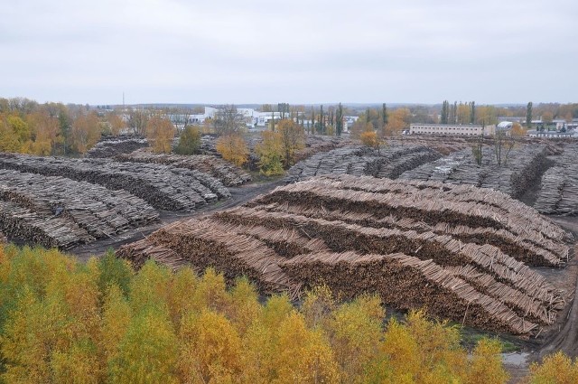 Szczecinecki Kronospan do produkcji płyt meblowych zużywa gigantyczne ilości drewna. Sąd oceni, czy faktycznie przy zakupach surowca doszło do nadużyć na 1,3 miliona złotych.