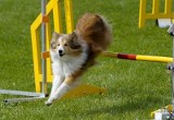 Supraśl. Zawody Agility Podlasie 2014. Ponad 80 psów rywalizowało na torze przeszkód (zdjęcia, wideo)