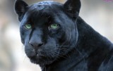 Łódzkie zoo chce hodować pumy i jaguary