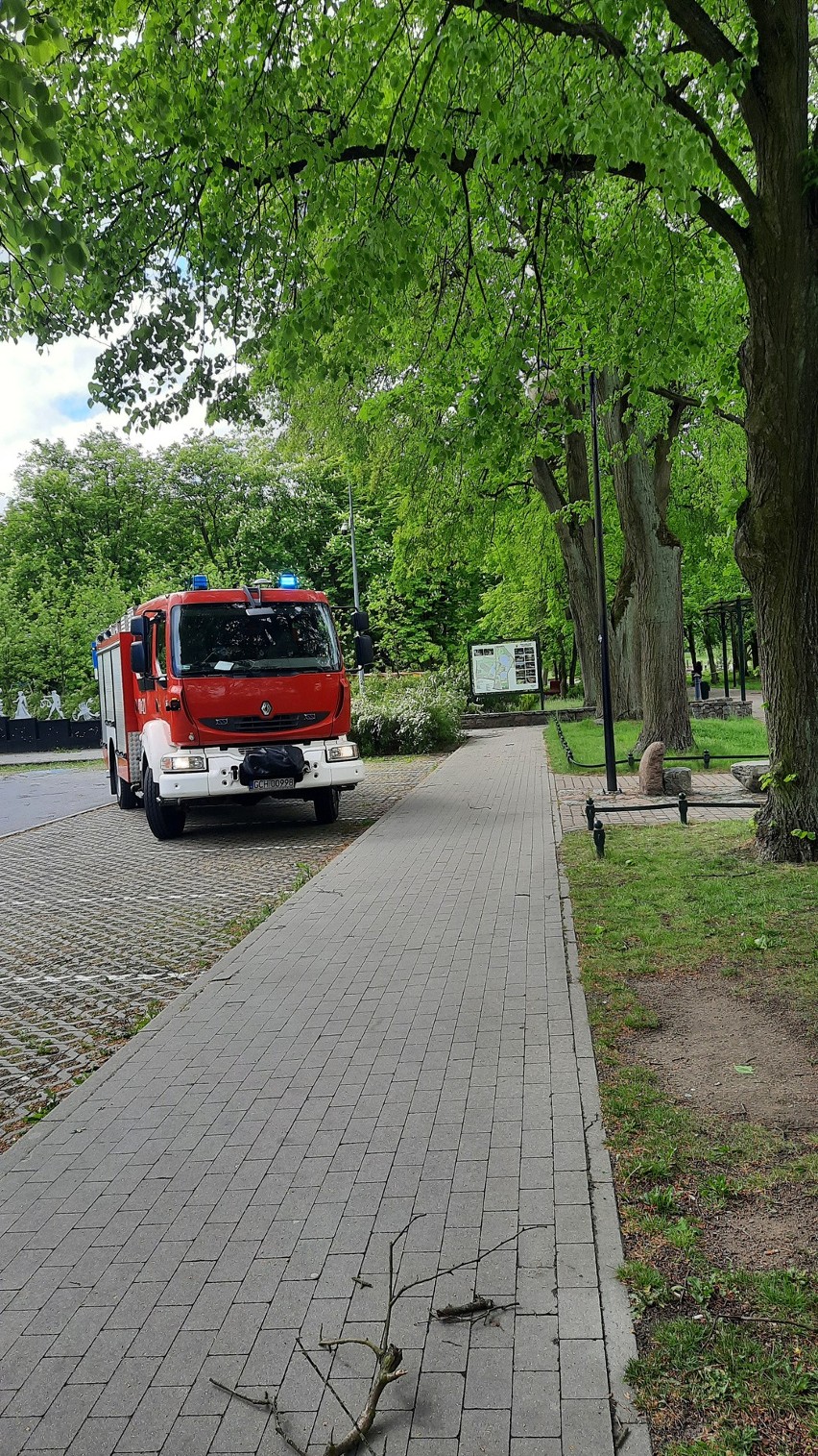 Usuwanie skutków wichury w Parku Tysiąclecia w Chojnicach