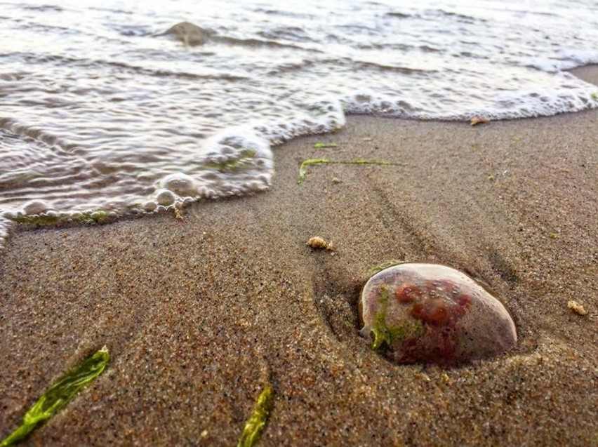 Światowy Dzień Fotografii - oto zdjęcia, z które zrobili nasi czytelnicy i są z nich dumni [ZDJĘCIA] 