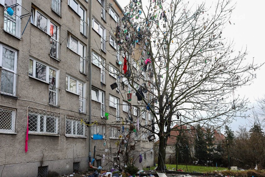 Takie drzewo znajduje się przy ul. Komuny Paryskiej w...