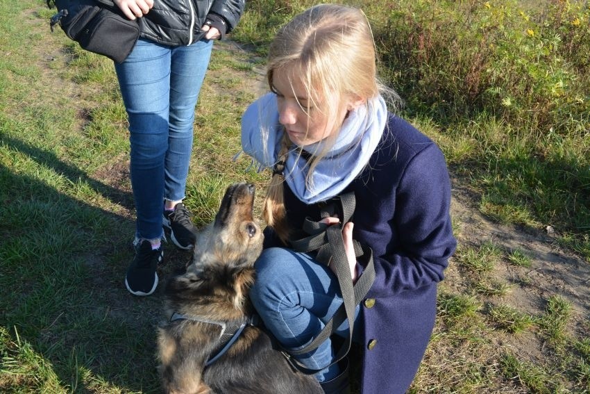  Uczniowie Bartosza zebrali jedzenie i leki dla biednych psów z przytuliska [ZDJĘCIA]