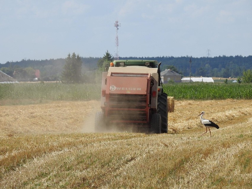 Młodzi rolnicy mogą się starać o dofinansowanie.