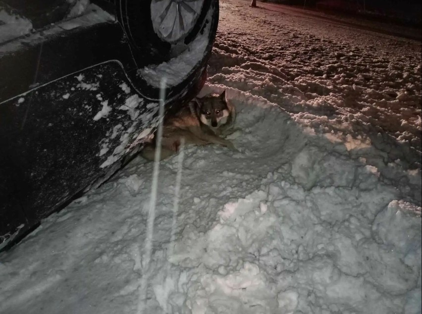 Po potrąceniu psa kierowca auta stracił panowanie nad...