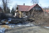 Zakopane. Minister dał zgodę, górale zaczęli wycinkę drzew [ZDJĘCIA]