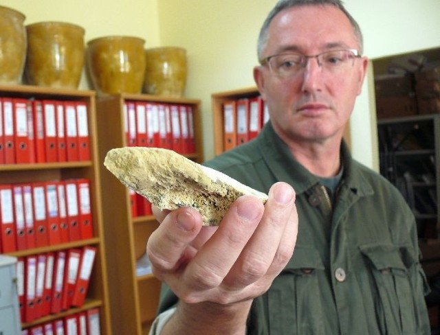 Doktor Marek Florek pokazuje znalezioną kość, prawdopodobnie mamuta albo nosorożca włochatego.