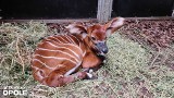 W opolskim ZOO na świat przyszła antylopa bongo. To pierwsze takie narodziny w Opolu. Na wolności żyje zaledwie 70 dorosłych osobników