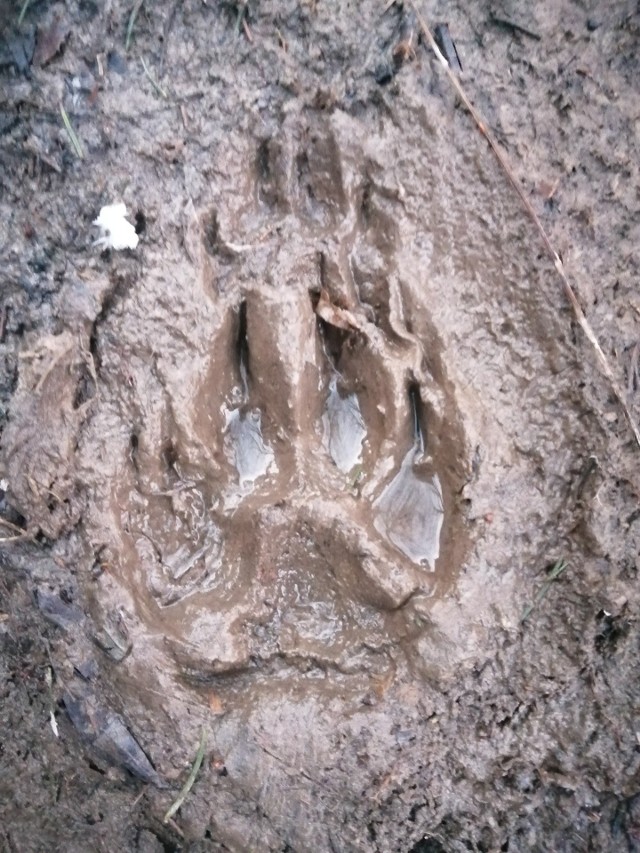 Ślady łap wilka, które znalazł pan Damian w okolicy swojego domu w miejscowości Lecka, w gminie Błażowa.