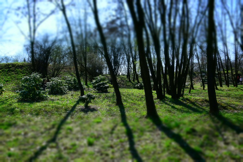 Śląski Ogród Botaniczny. Międzynarodowy Dzień Ptaków