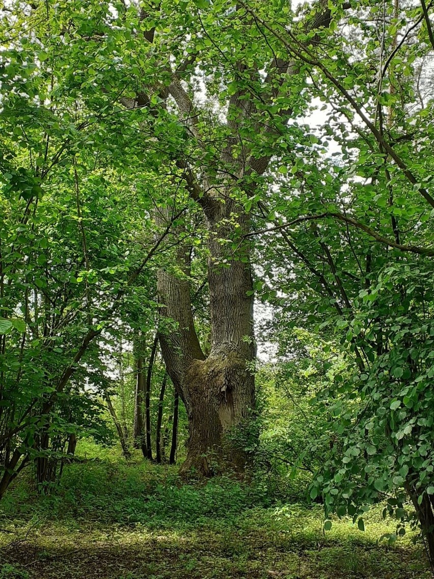 Nadleśnictwo Daleszyce zgłosiło sześć drzew. Największe,...