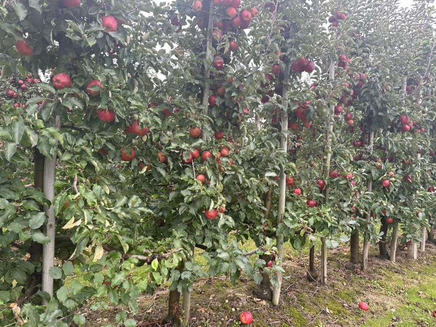  Jabłkowe żniwa na finiszu. W sandomierskich sadach zbiory są gorsze niż przed rokiem, ale sadownicy zadowoleni z cen. Zobacz zdjęcia