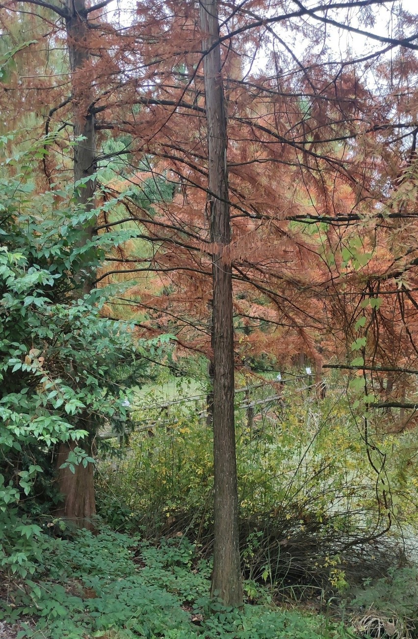 Arboretum w Bolestraszycach koło Przemyśla zaprasza na jesienny spacer [ZDJĘCIA]