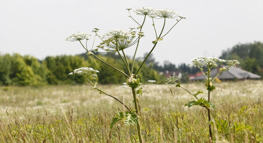 W Polsce rośnie jedna z najbardziej trujących roślin na...