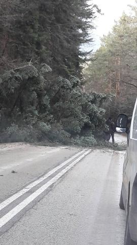 Porywisty wiatr w Świętokrzyskiem. Powalone drzewa, naderwane dachy 