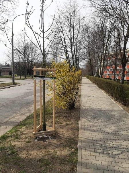 Kraków. Ktoś truje młode drzewa w mieście. Urzędnicy apelują