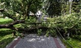 Na osiedlu Leśnym w Bydgoszczy drzewa padały jak zapałki [ZDJĘCIA]