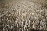Rząd ogłosił nowe dopłaty do zbóż. Na jaką pomoc mogą liczyć rolnicy?