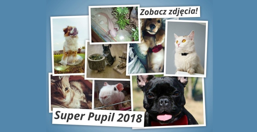 Super Pupil 2018. Zobacz zwierzątka z regionu radomskiego, które trafią do kalendarza [GŁOSOWANIE ZAKOŃCZONE]