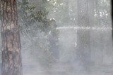 Pali się las w Małej Nieszawce w powiecie toruńskim. 16 zastępów straży pożarnej walczy z żywiołem