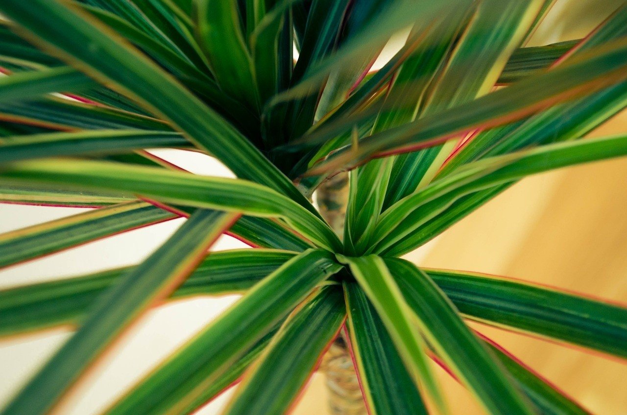 Dracena widnie, knie i usycha? Ten bardzo tani i prosty trik sprawi, e  rolina byskawicznie odyje! | Gazeta Pomorska