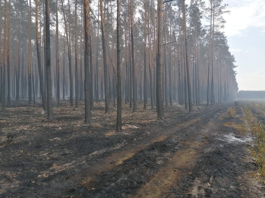 Ogromny pożar lasu na Dolnym Śląsku