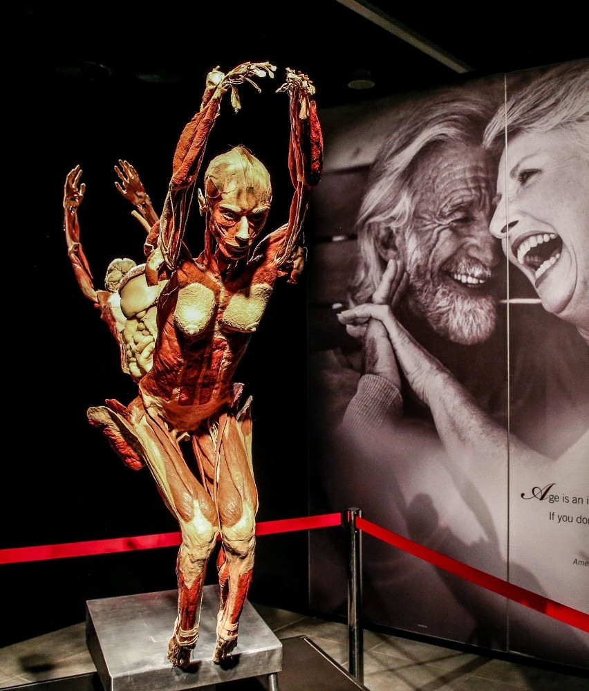 Galeria Metropolia. Wystawa Body Worlds & The Cycle of Life...