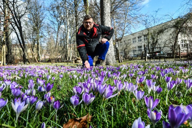 W Ogrodzie Botanicznym Uniwersytetu Kazimierza Wielkiego w Bydgoszczy już od kilku tygodni kwitną oczary i wawrzynek wilczełyko. Teraz możemy podziwiać tam przebiśniegi, krokusy, ranniki oraz śnieżyce wiosenne.
