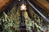 54 krzewy i 1250 porcji handlowych marihuany na plantacji w Starych Bogaczowicach. Policja zatrzymała 3 osoby