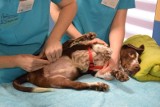 Jaki jest stan pobitego psa Fijo i jak można mu pomóc? Zobaczcie wideo! 