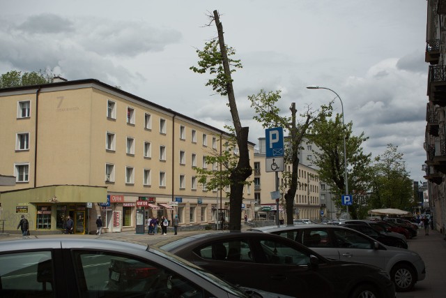 Niektóre drzewa przy ulicy Sienkiewicza zostaną wycięte ze względu na ich zły stan (zdjęcie wykonane 22.05.2021)