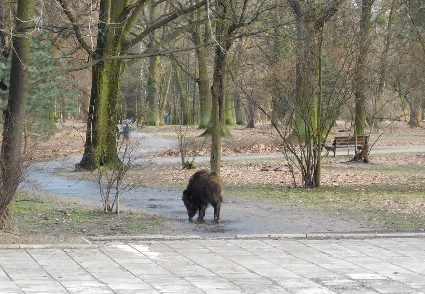 Zdjęcia naszego Czytelnika ze spaceru po parku Pilczyckim